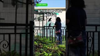 뉴기니아앵무새와 놀아주기#앵무새#뉴기니아#놀아주는여자#…