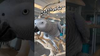 꽉찬 10살 말하는 앵무새 ️ 앵무새카페 버드리 평택점…