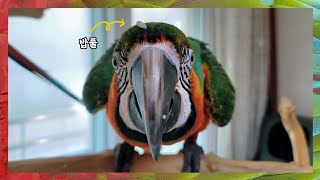 [할리퀸마카우 마르코] 우리 마르코 똑똑하고 귀여운거 …