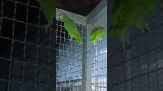 울 아마존은 잠 깨는데10분 망 타고 먹이 있는곳까지 이동 하는데2분 소요 튼튼한 횃대가 있어도 꼭 여기 와서 자네요 만들어준 횃대가 불편한가봐요?