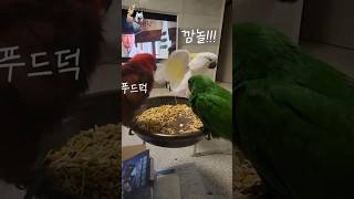 본격 친해지길 바래~ #앵무새 #뉴기니아앵무새 #뉴기니아 #코카투 #하이브리드코카투#앵무새키우기 #앵무새브이로그