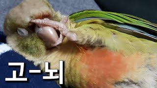 고뇌하는 조룡종? 푸케 키우기 날짜 까먹음(3번쨰)