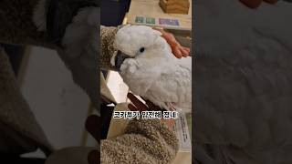 얌전하게 분위기 잡는 코카투!  #코카투 #parrot #앵무새 #cockatoo #얌전하게 #bird #분위기