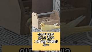 진주의 신나는 목욕~ #동물 #동물 #루티노퀘이커 #애완동물 #반려동물 #동물키우기 #cockatiel #귀여운 #까치집 #앵무새 #parrot #동물목욕 #앵무새목욕