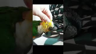 애교 부리는 앵무새 | 검은머리카이큐 #앵무새 #par…