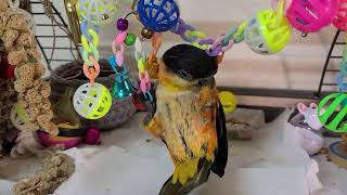 검은머리카이큐