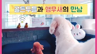 앵무새 카페 방문한 대형견 하꾸와 푸들 포미[양평 카페…