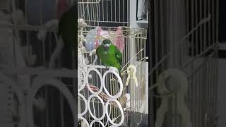 한스마카우 띵동 &#39;띵동아~~~&#39;