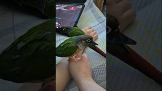 코뉴어앵무새#하랑이#하봉이#parrots#cute