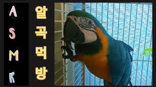 ASMR 청금강앵무새 알곡 먹방