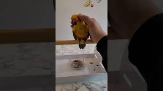 손이좋은 썬코뉴어앵무새 #shorts