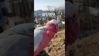 엄청크다~금강앵무들~~