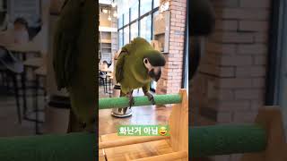 뭔지 모르겠지만 아무튼 신난 앵무새 #한스마카우 