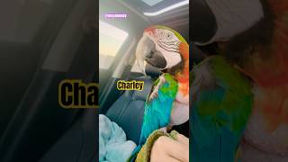 Charley #macaw makes cute noises in car  #talkingparrot #macaws #parrotlovers #charleymacaw