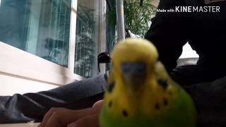 우리집앵무새 레몬이~~♥♥