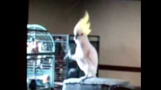 kpop트러블메이커 - 내일은 없어 (코카투,유황앵무의…