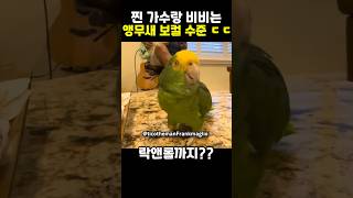 여러분 대부분은 이 앵무새보다 노래를 못합니다
