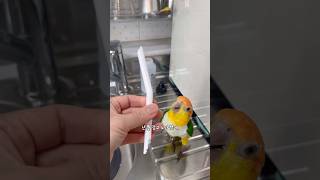 개구진 카이큐 코히, 결국 엄마를 빡치게 만들다! 