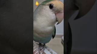 항상 찍어주면 즐기는 초롱이 #parrot #loveb…