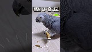 질질 다 흘리고 먹어도 귀여운 앵무새  회색앵무 잠바