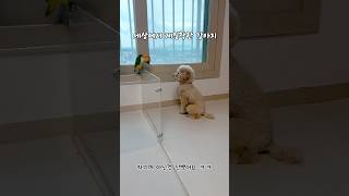 얄미운앵무vs착한강아지 #귀여운 #강아지 #동물키우기 #cute #반려견 #애견영상 #반려동물 #펫 #노란머리카이큐#카이큐#앵무새#pet#푸들