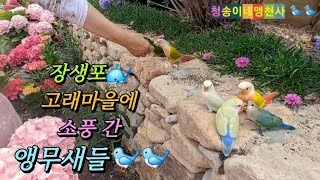 장생포(울산)고래마을 수국축제에 소풍간 앵무새들
