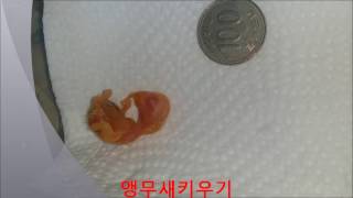 지금 막 태어난 모란앵무 (Now Born Golden Cherry)