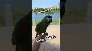 율리 극대노 #말하는앵무새