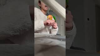 久しぶり投稿愉快なシロハラインコと暮らす