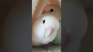 댓글봐주세요 (유튭접을수있음)ㅠㅠ