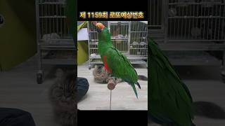 앵무새(베너)가 뽑아주는 로또번호 제 1159회 그 결…