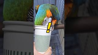 엄마 고백에 대답하기 싫은 앵무새의 반응 #앵무새 #짝…