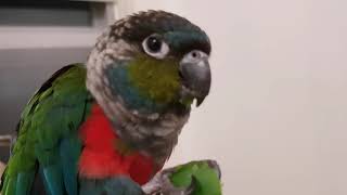 청양고추를 뜯어먹는(?) 코뉴어 앵무새 귀욤주의