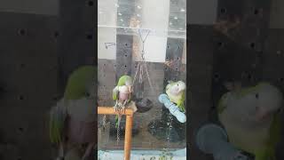 뽀뽀뽀를 잘하는 앵무새!? #말하는앵무새#앵무새#퀘이커…