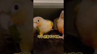 떨어지지 않게 꽉 잡아~. #코뉴어 #앵무새