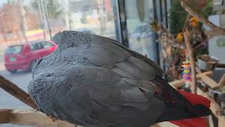 리프패럿울주점 회색앵무와 썬코뉴어 〰️ ㅎㅎ이루어질수없…