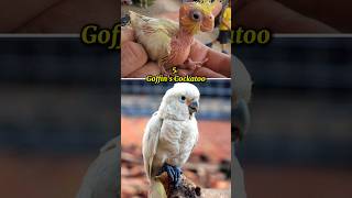 &quot;Which Cockatoo is Perfec…