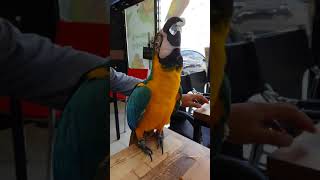 청금강 앵무새 하늘이 얼음 먹방 입니다