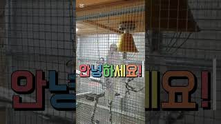 #말하는새#앵무새#안녕하세요#인사#