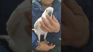 귀농귀촌 코카투앵무새  놀아주기