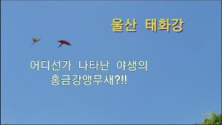산책중 어디선가 날아온 (야생의?)홍금강앵무새