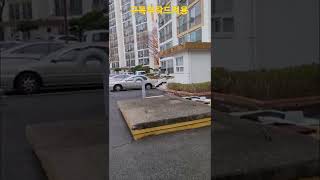 청금강앵무새 대박이 #shorts