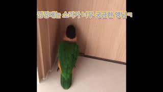 아기강아지 크림푸들과 카이큐앵무 방울이의 첫만남  첫대면