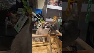 #앵무새분양 #고양이#인천개냥새 # 왕관앵무 #사랑앵무#코뉴어