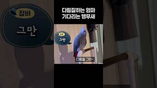 다림질하는 엄마 기다리는 앵무새 ‍️ 회색앵무 잠바