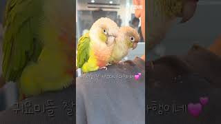 꾸벅꾸벅조는럭키라떼 #shorts #코뉴어 #졸려 #parrot #럭키라떼