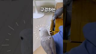 서랍도 열 수 있는 앵무새  회색앵무 잠바
