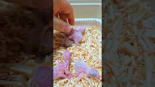 뉴기니아앵무, 듀컵 코카투, 검은 머리 카이큐, 로리, 세네갈앵무 #birdslover #parrot #pets #birds #animals #사계절앵무새