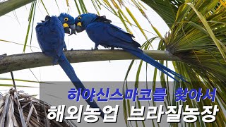 야생 히야신스마코(Hyacinth macaw), 금강앵…
