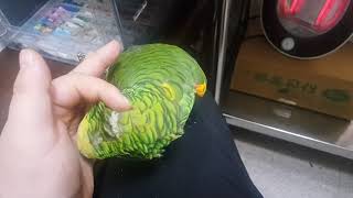 20210111 (아마존앵무새 일상)